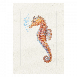 Postkarte - Seepferdchen