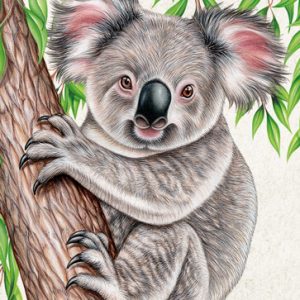 Postkarte Wild Koala