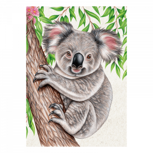 Postkarte Wild Koala