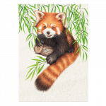 postkarte-wild-roter-panda