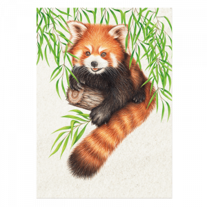 Postkarte Wild Roter Panda