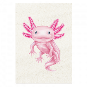 Postkarte Axolotl